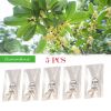 5pcs Osmanthus