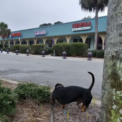 Dollar Tree