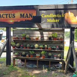 Cactus man ico