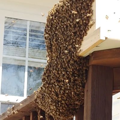 BRAWES Bee Farm L.L.C. Apiary-Agriculture Bee Supplies, Candles, Honey, Soaps, and Plants.