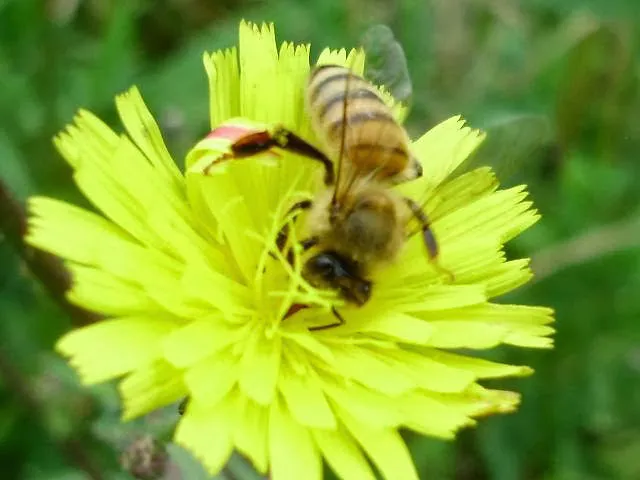 Standing Stone Honey Products 0