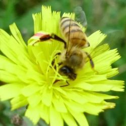 Standing Stone Honey Products ico
