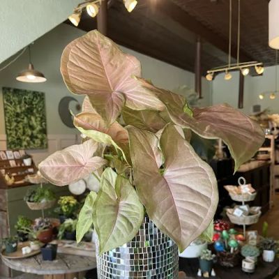 Half Moon Decor & Plants