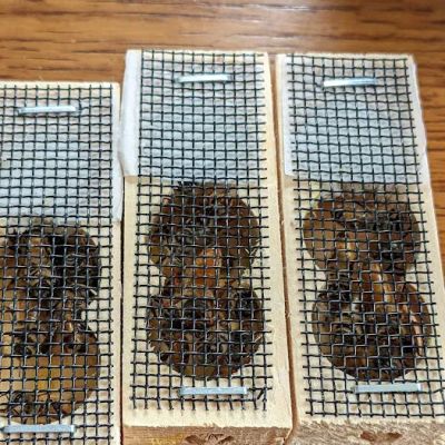 Stonewall Apiary