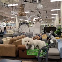 Homesense ico