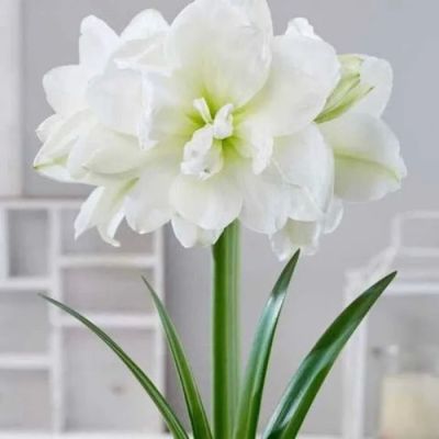 Candlelight Florist, Gifts & Flower Delivery