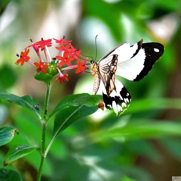 Magic Wings Butterfly Conservatory 7