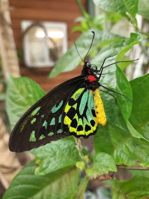 Magic Wings Butterfly Conservatory 1