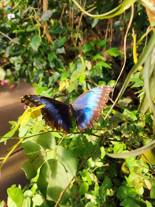 Magic Wings Butterfly Conservatory 4