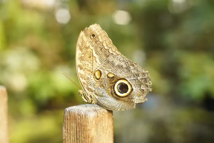 Magic Wings Butterfly Conservatory 6