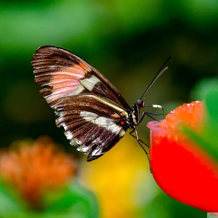 Magic Wings Butterfly Conservatory 3