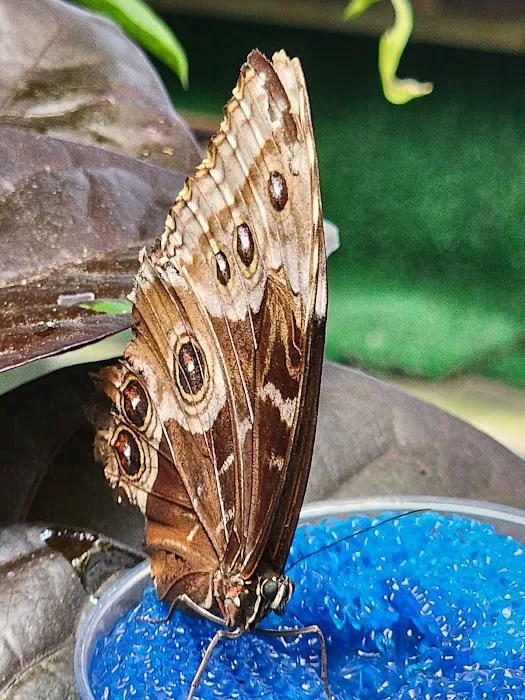 Magic Wings Butterfly Conservatory 8