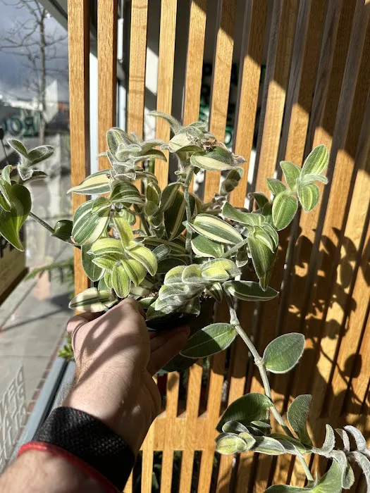 Denver Plant Club 2