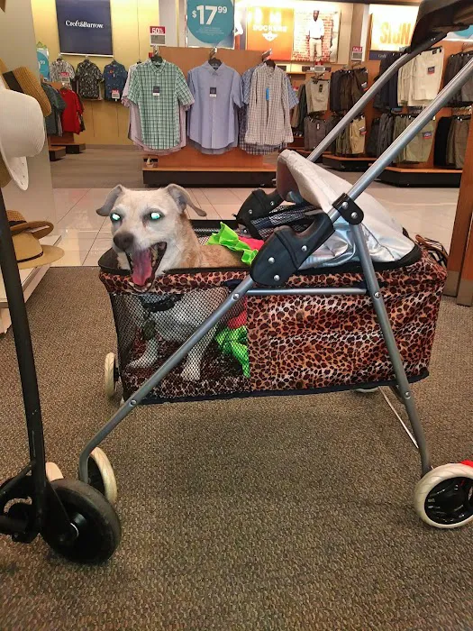 Kohl's 9