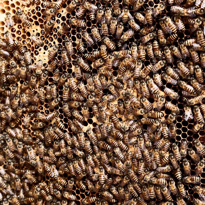 Carmel Honey Company - Carmel Plaza 2