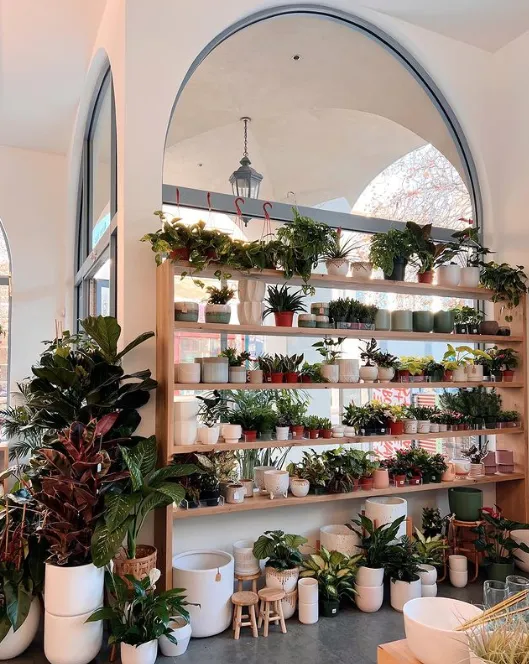 Botanic and Luxe 7