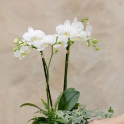 Bella Jardin ico