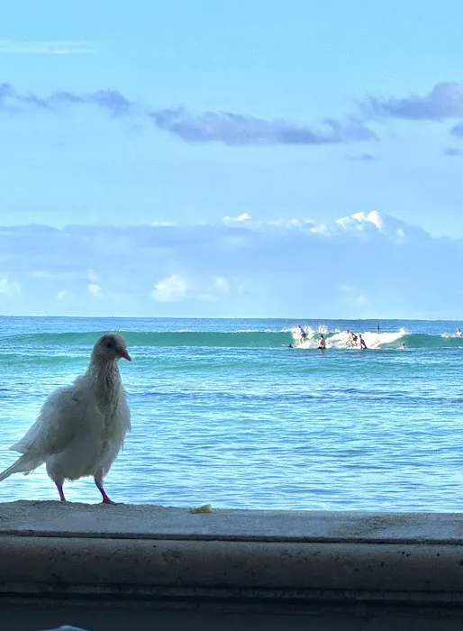 Accents Moana Surfrider 1