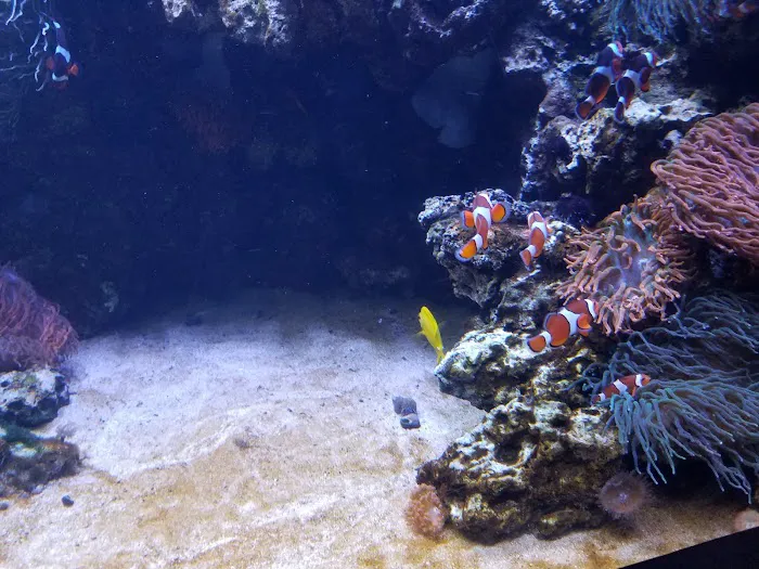 Waikiki Aquarium Gift Shop 7