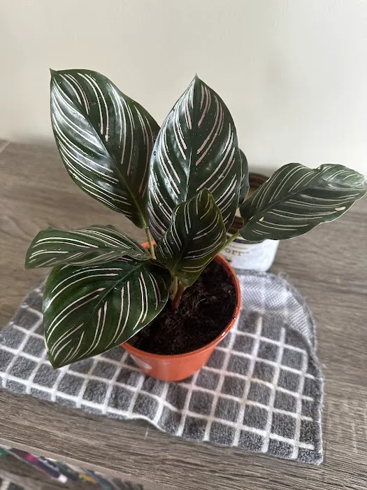 MOON LADY PLANTS 0