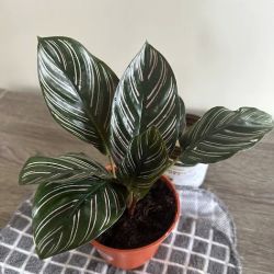 MOON LADY PLANTS ico