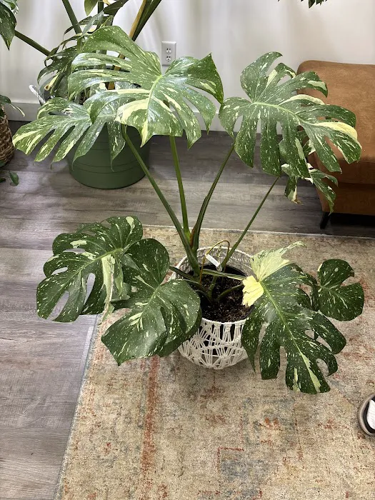 MOON LADY PLANTS 4