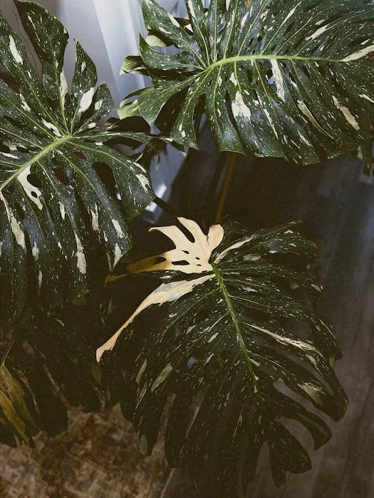MOON LADY PLANTS 8