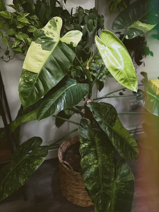 MOON LADY PLANTS 9