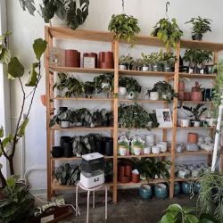 Out on a Limb Boutique ico