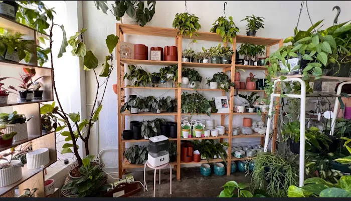 Out on a Limb Boutique 7