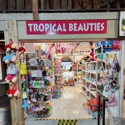 Tropical Beauties II ico