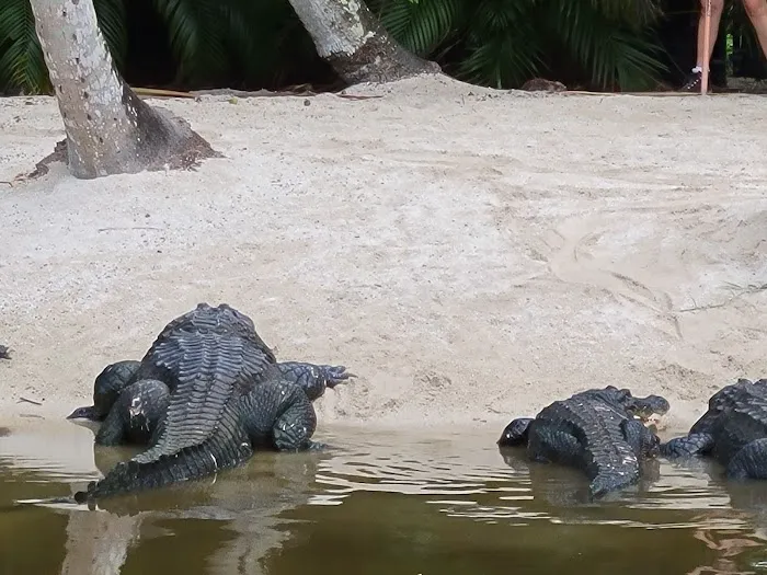 Naples Zoo Gift Shop 6