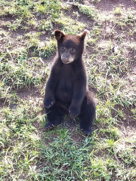 Bear’s Den Gift Shop 5
