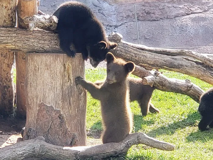 Bear’s Den Gift Shop 2