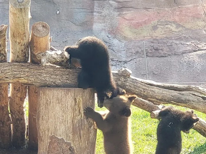 Bear’s Den Gift Shop 7