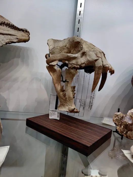 Everything Prehistoric 3