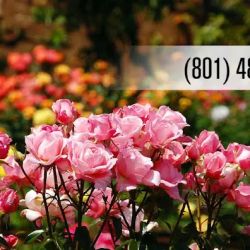 Millcreek Gardens ico
