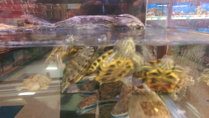 Petco 3