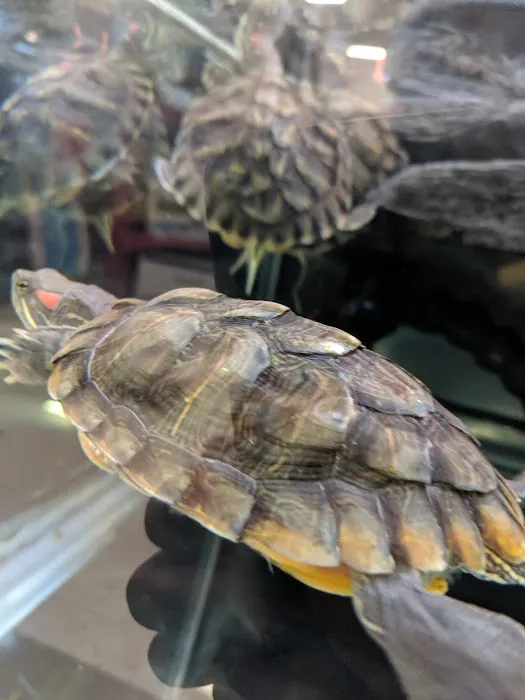 Petco 9