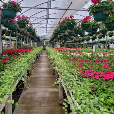 Flowers by Sleeman