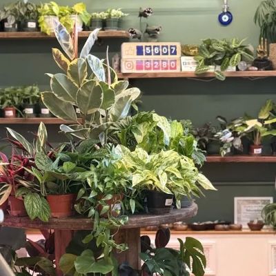 T.A.J Tropicals & Trinkets Inc.