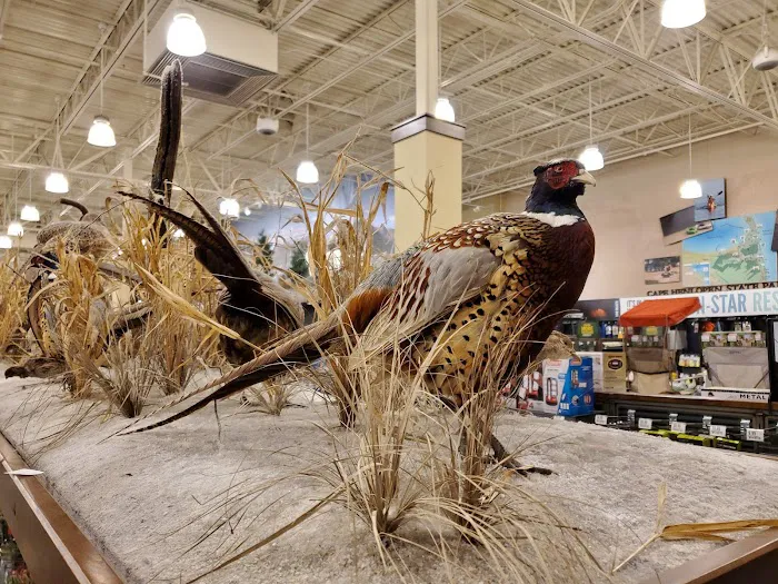 Cabela's 7