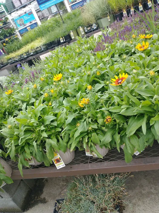 Lowe's Garden Center 6