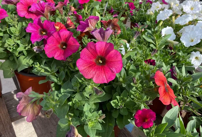 Ellis Home & Garden - Seasonal 1