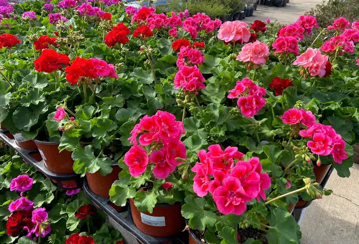 Ellis Home & Garden - Seasonal 3