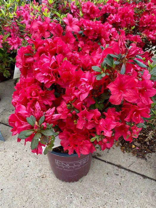 Ellis Home & Garden - Seasonal 7