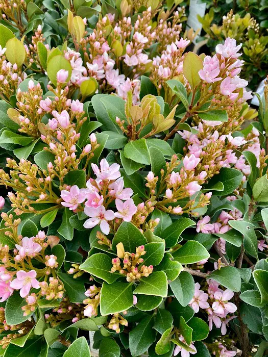 Ellis Home & Garden - Seasonal 9