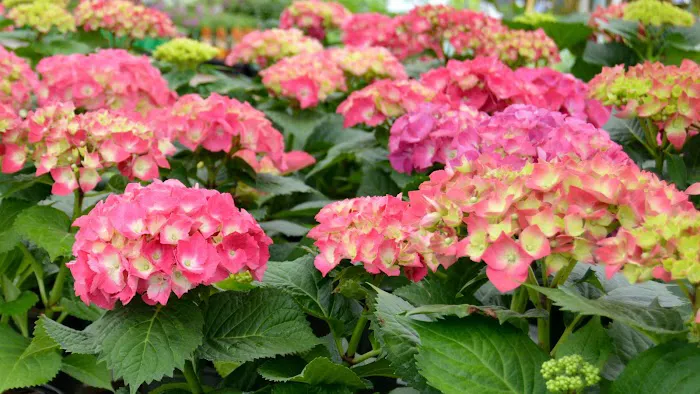 Ellis Home & Garden 1