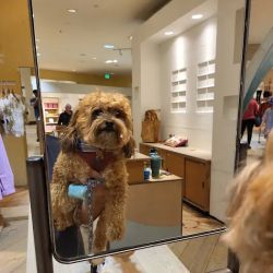 Anthropologie ico
