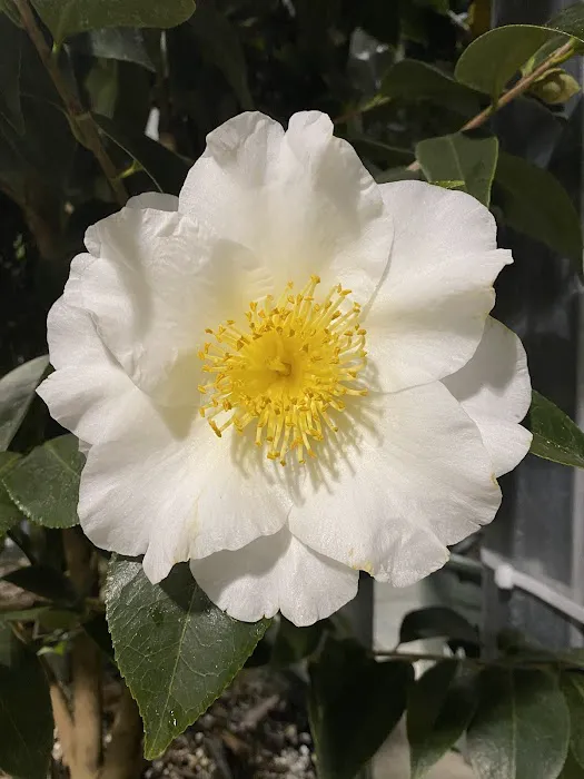 Lowe's Garden Center 1